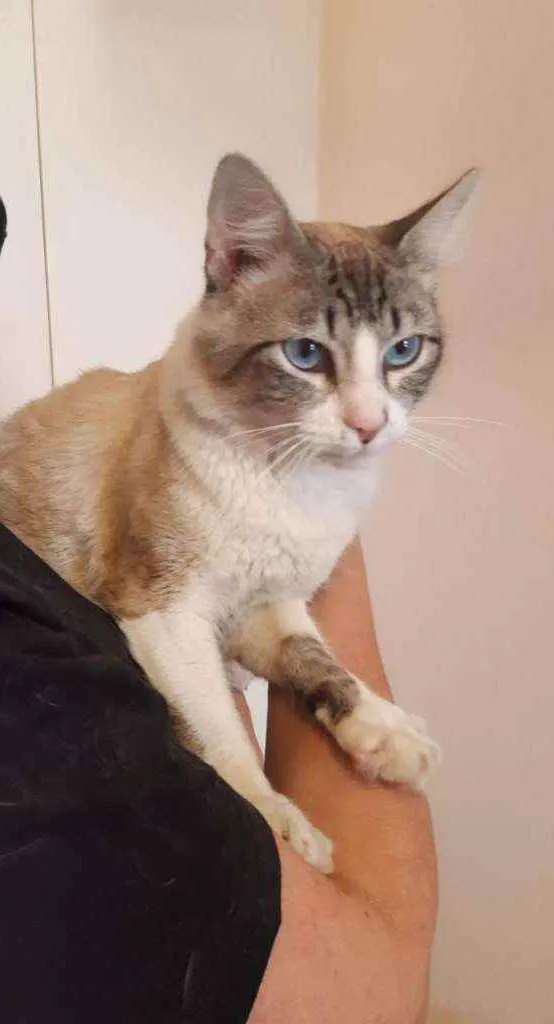 Gato raça srd idade 1 ano nome Branquinho