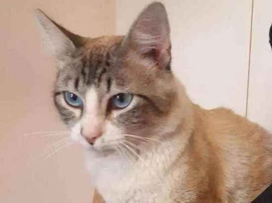 Gato raça srd idade 1 ano nome Branquinho