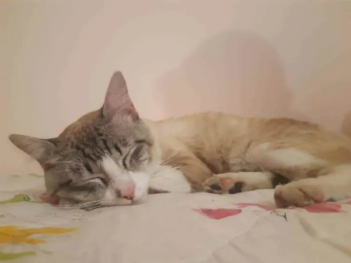 Gato raça srd idade 1 ano nome Branquinho