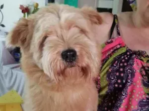 Cachorro raça SRD idade 7 a 11 meses nome Meg