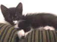 Niki