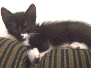 Gato raça  idade 2 a 6 meses nome Niki