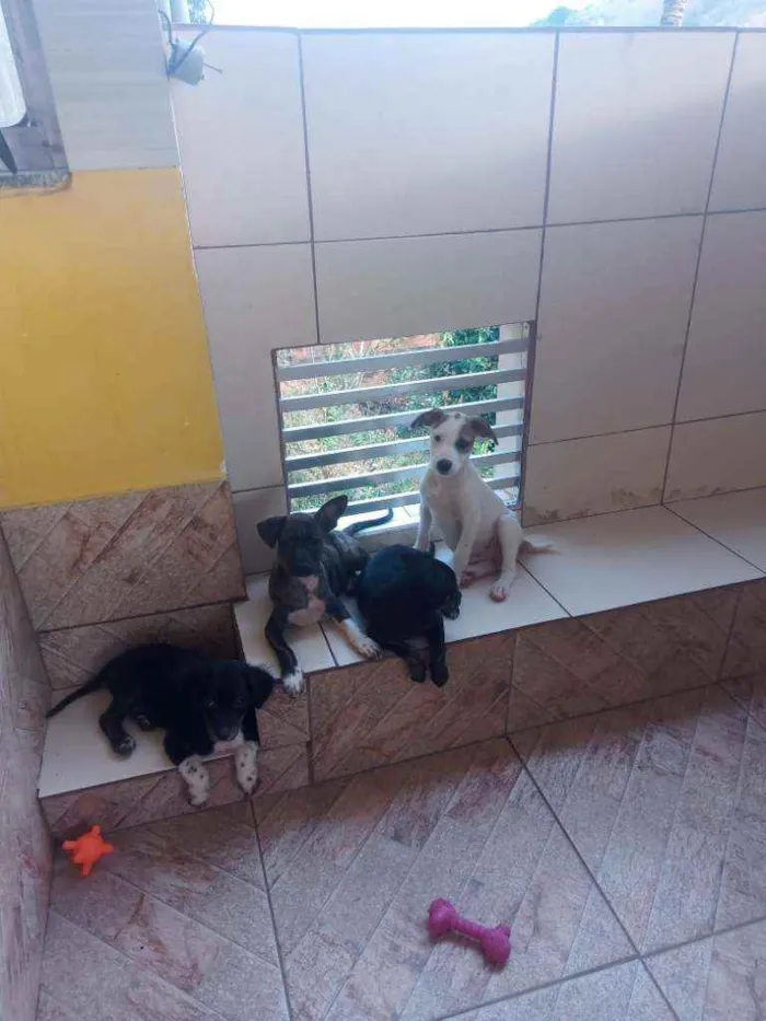 Cachorro ra a Mestiço com pincher idade 2 a 6 meses nome Nina