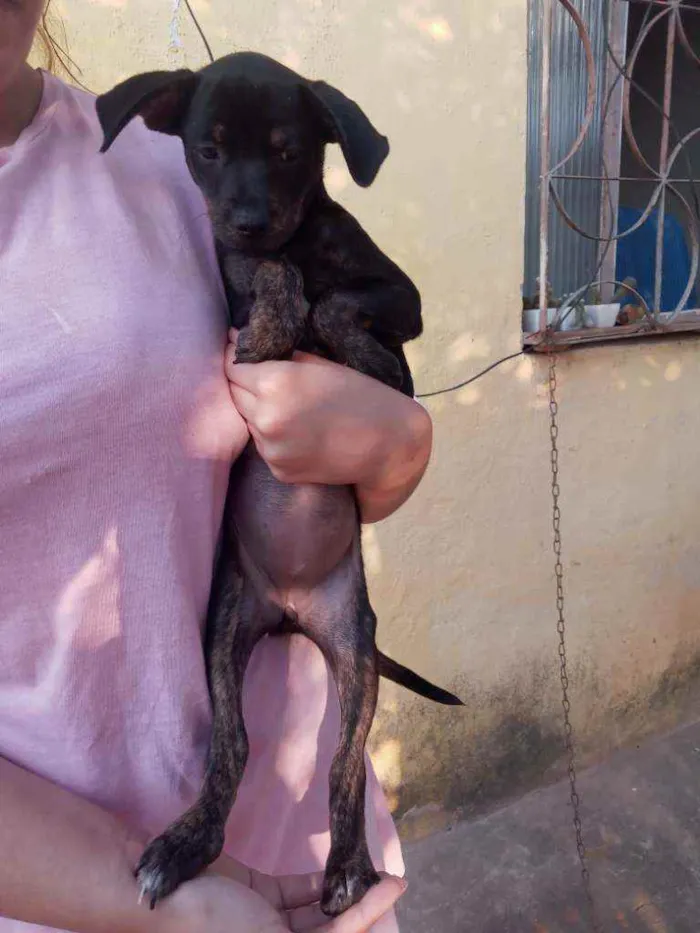 Cachorro ra a Mestiço com pincher idade 2 a 6 meses nome Nina