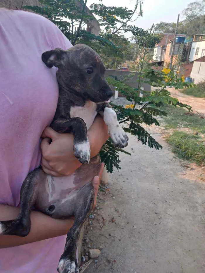 Cachorro ra a Mestiço com pincher idade 2 a 6 meses nome Nina