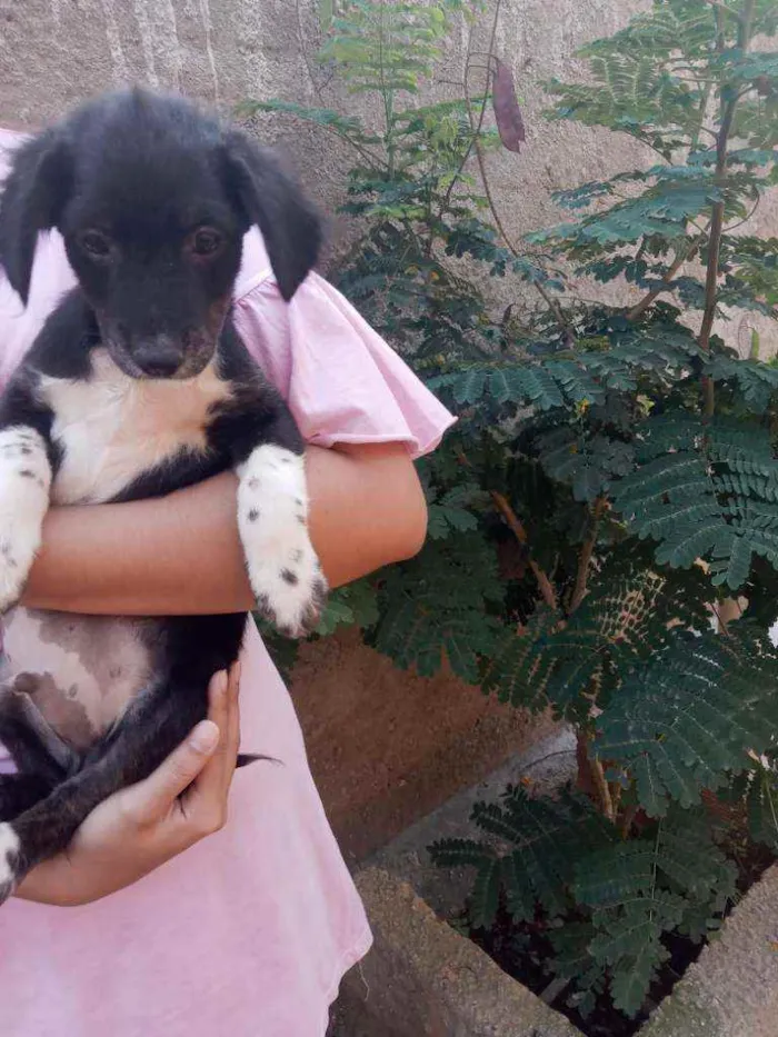 Cachorro ra a Mestiço com pincher idade 2 a 6 meses nome Nina