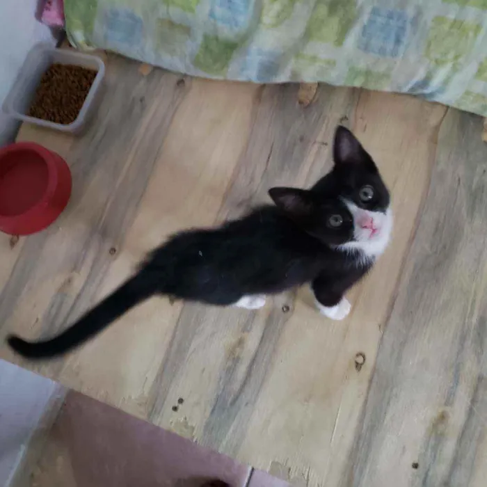 Gato ra a Felino SRD idade 2 a 6 meses nome Belinha 