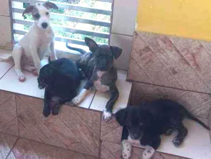 Cachorro ra a Mestiço com pincher idade 2 a 6 meses nome Nina