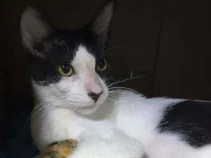 Gato raça SRD idade 7 a 11 meses nome Cindy