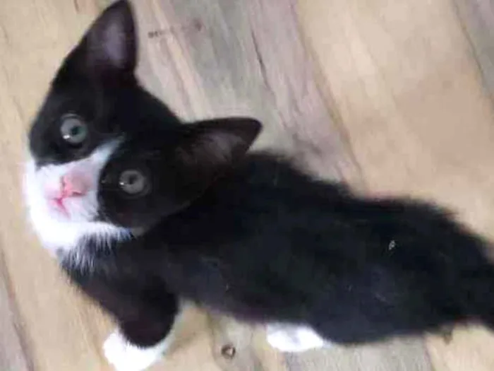 Gato ra a Felino SRD idade 2 a 6 meses nome Belinha 