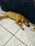 Pipoca