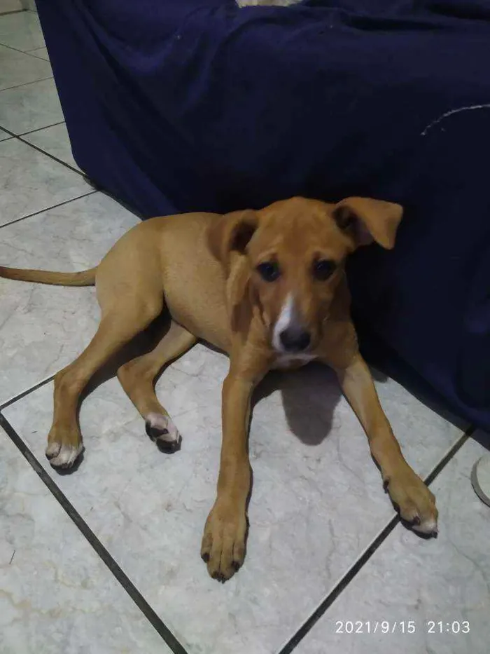 Cachorro ra a Vira lata idade 2 a 6 meses nome Pipoca
