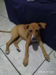 Pipoca