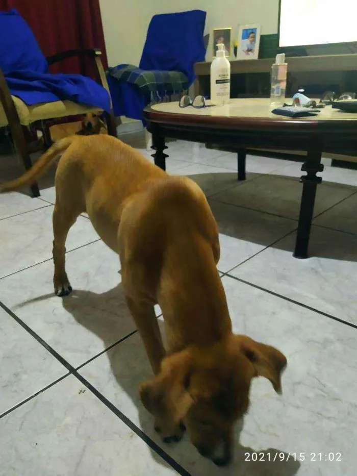 Cachorro ra a Vira lata idade 2 a 6 meses nome Pipoca