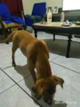 Pipoca