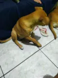 Pipoca