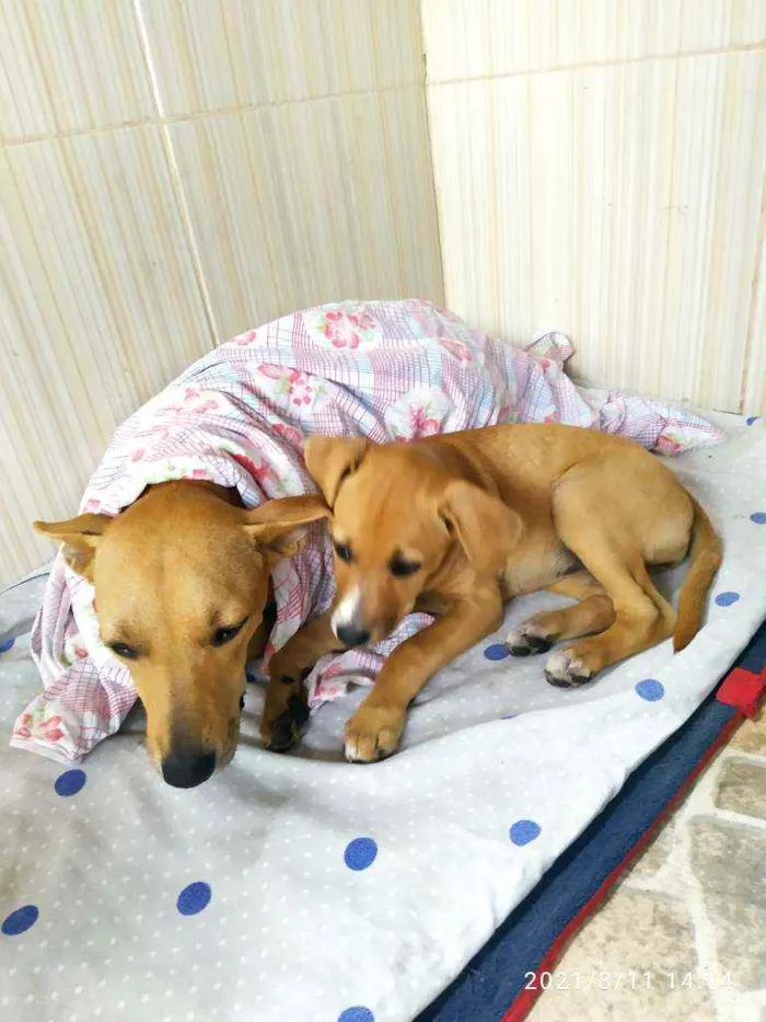 Cachorro ra a Vira lata idade 2 a 6 meses nome Pipoca