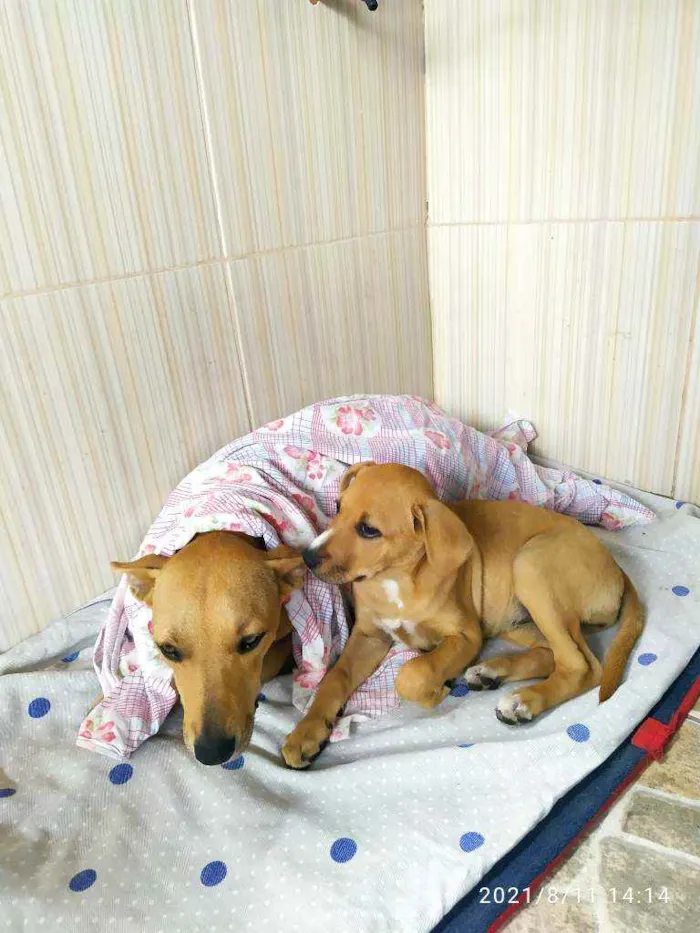 Cachorro ra a Vira lata idade 2 a 6 meses nome Pipoca
