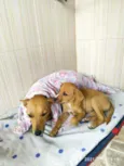 Pipoca