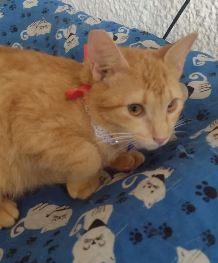 Gato ra a SRD-ViraLata idade 7 a 11 meses nome BABI