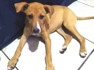 Cachorro raça Vira lata idade 2 a 6 meses nome Pipoca