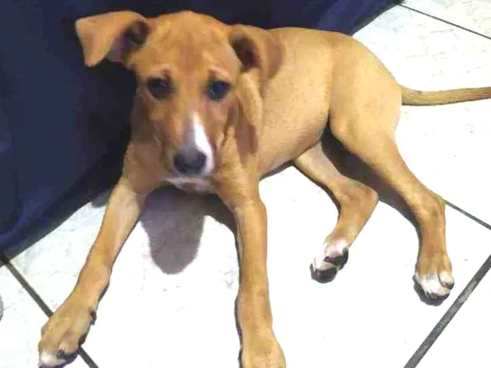 Cachorro ra a Vira lata idade 2 a 6 meses nome Pipoca