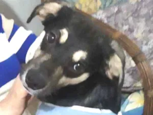 Cachorro raça Srd idade 1 ano nome Boomer