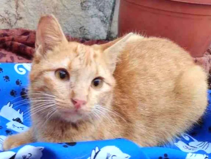 Gato ra a SRD-ViraLata idade 7 a 11 meses nome BABI