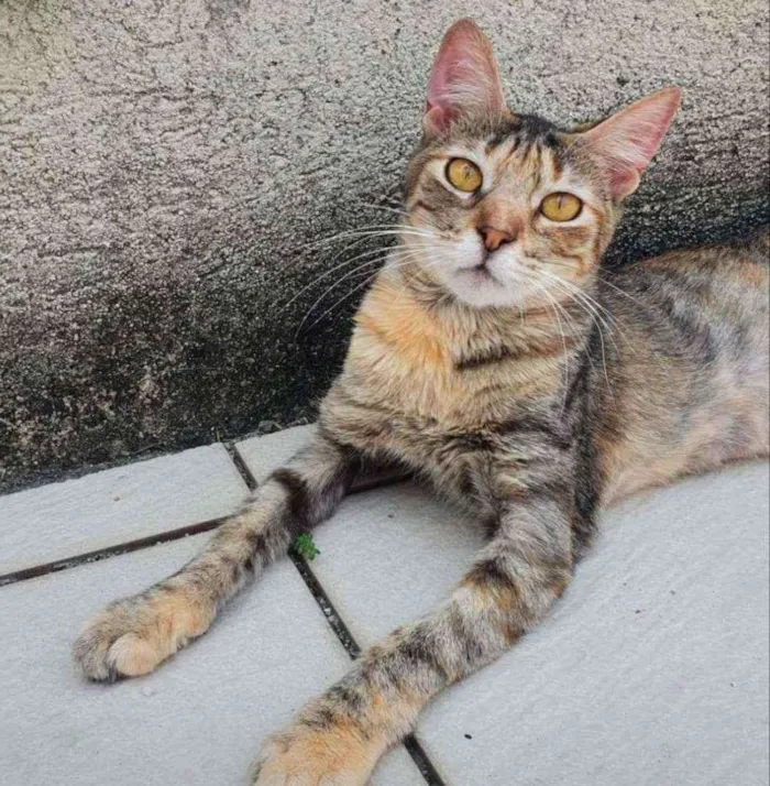 Gato ra a SRD idade 2 a 6 meses nome Rajadinha
