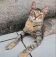 Rajadinha