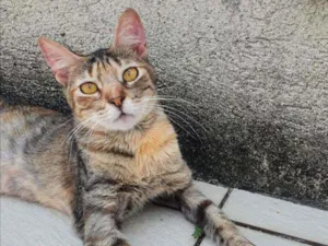 Gato raça SRD idade 2 a 6 meses nome Rajadinha