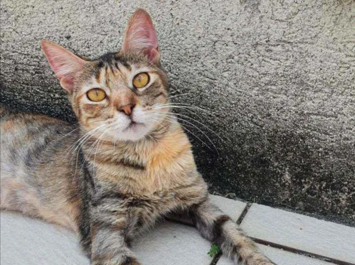 Gato ra a SRD idade 2 a 6 meses nome Rajadinha