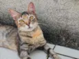 Rajadinha