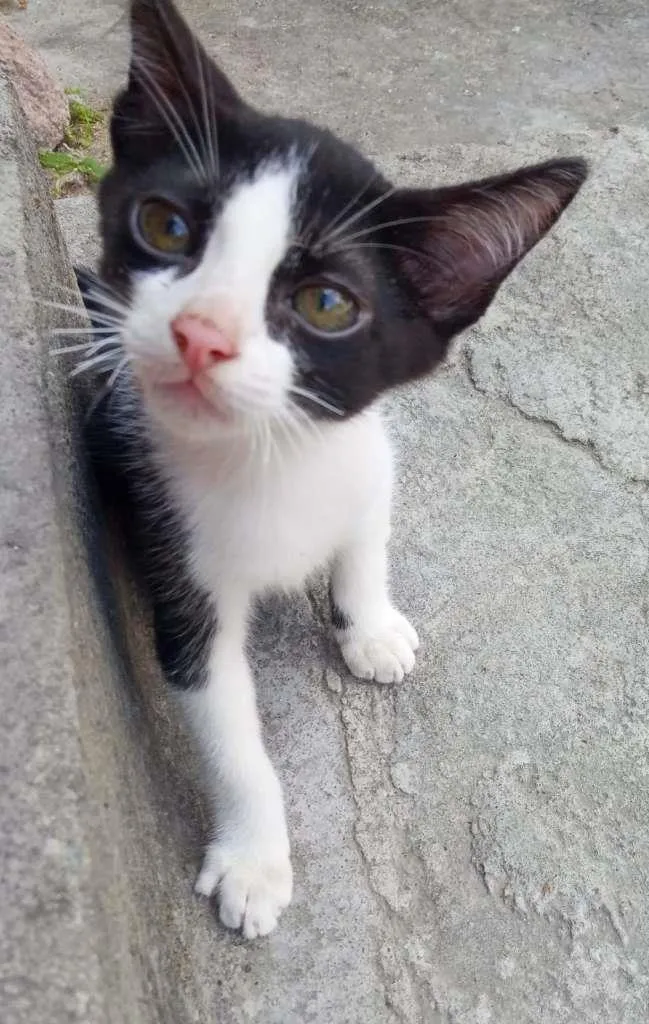 Gato raça  idade 2 a 6 meses nome Sem nome