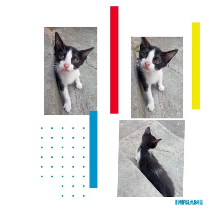 Gato raça  idade 2 a 6 meses nome Sem nome