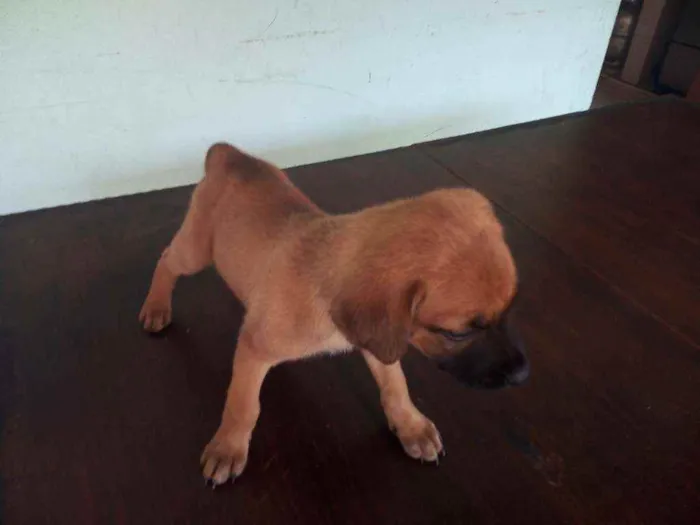 Cachorro ra a Vira lata idade 2 a 6 meses nome Não tem