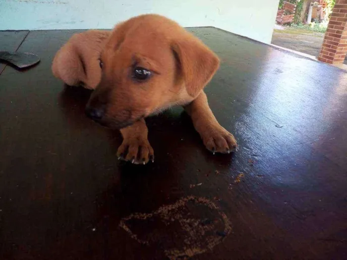 Cachorro ra a Vira lata idade 2 a 6 meses nome Não tem