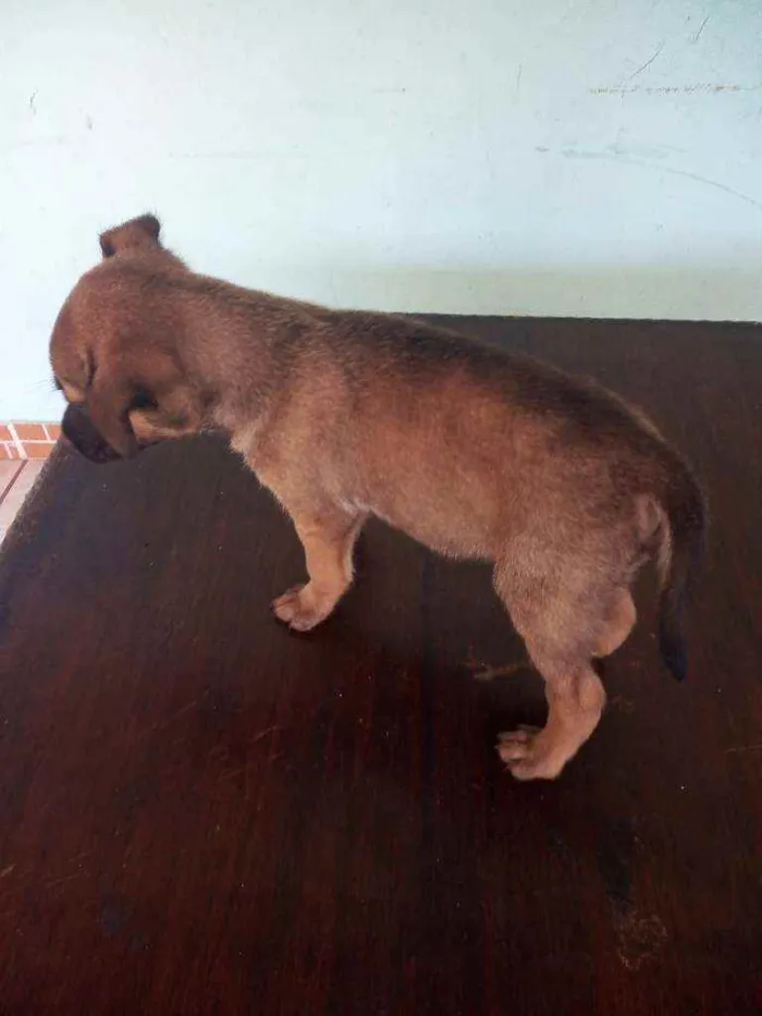 Cachorro ra a Vira lata idade 2 a 6 meses nome Não tem