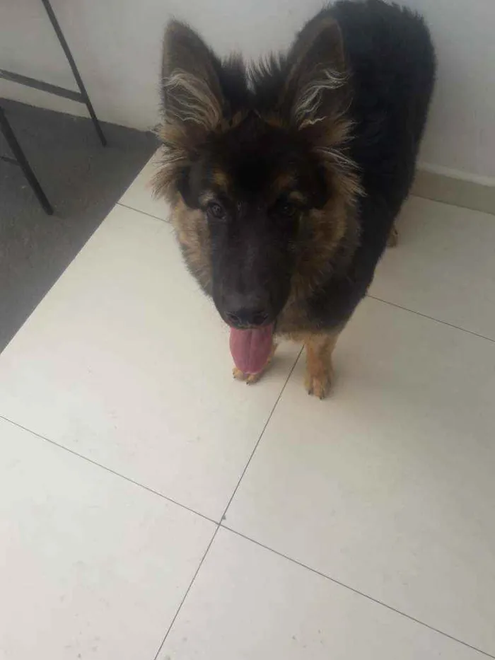 Cachorro raça Pastor alemão  idade 2 a 6 meses nome Max