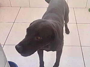 Cachorro raça Labrador mix  idade 1 ano nome Thor Labradormix