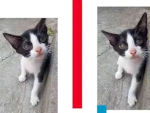 Gato raça  idade 2 a 6 meses nome Sem nome