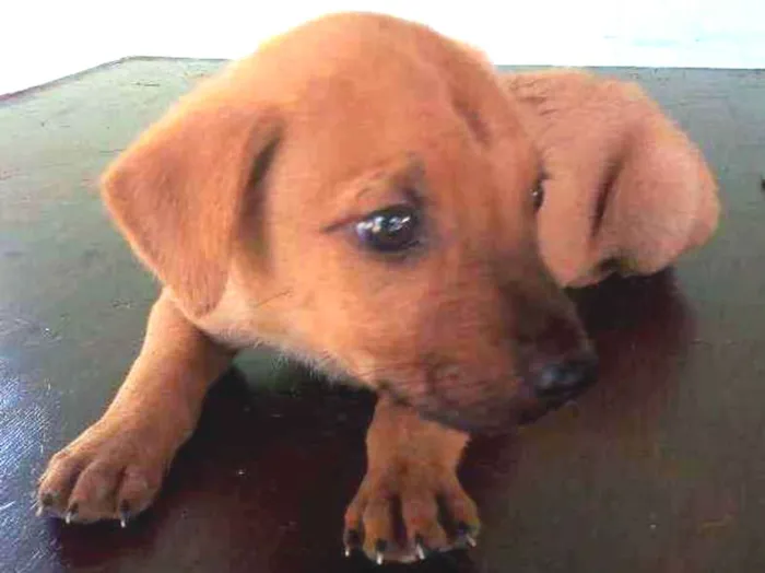 Cachorro ra a Vira lata idade 2 a 6 meses nome Não tem