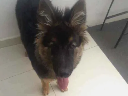 Cachorro raça Pastor alemão  idade 2 a 6 meses nome Max