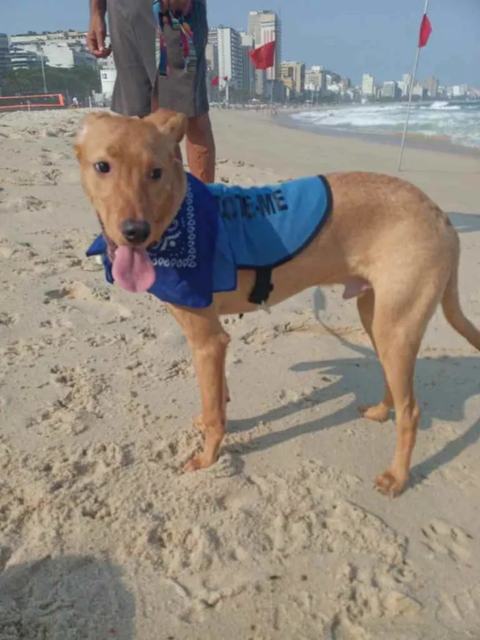 Cachorro ra a SRD idade 2 a 6 meses nome Erik