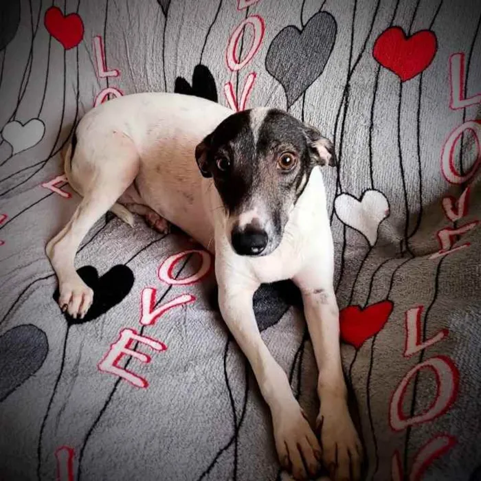 Cachorro ra a SRD idade 1 ano nome Jasmim 