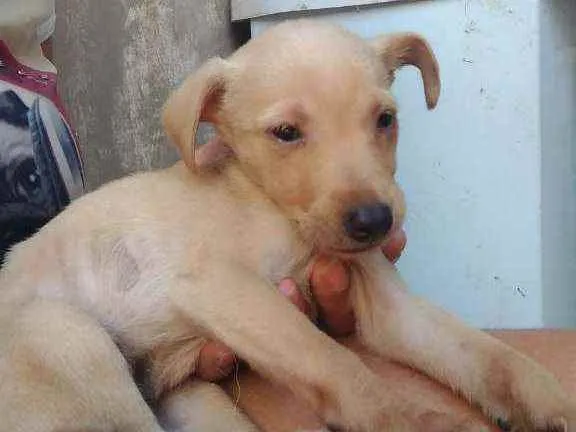Cachorro ra a SRD idade Abaixo de 2 meses nome Sol