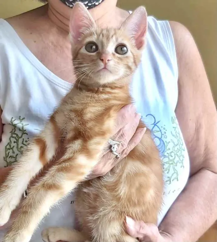 Gato raça Srd  idade 2 a 6 meses nome Tutti bb lindo 