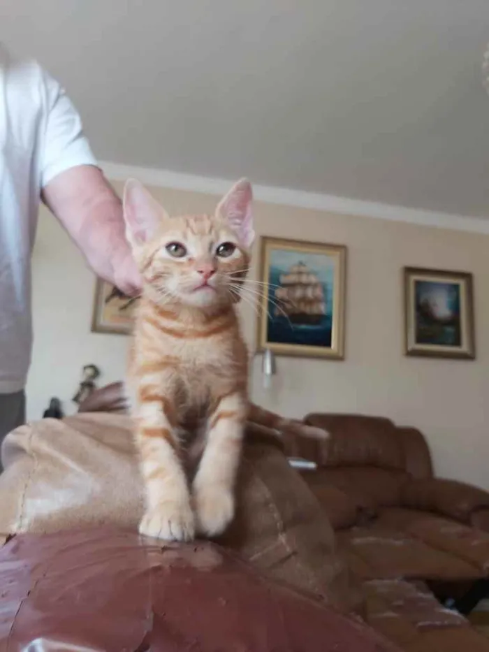 Gato raça Srd  idade 2 a 6 meses nome Tutti bb lindo 