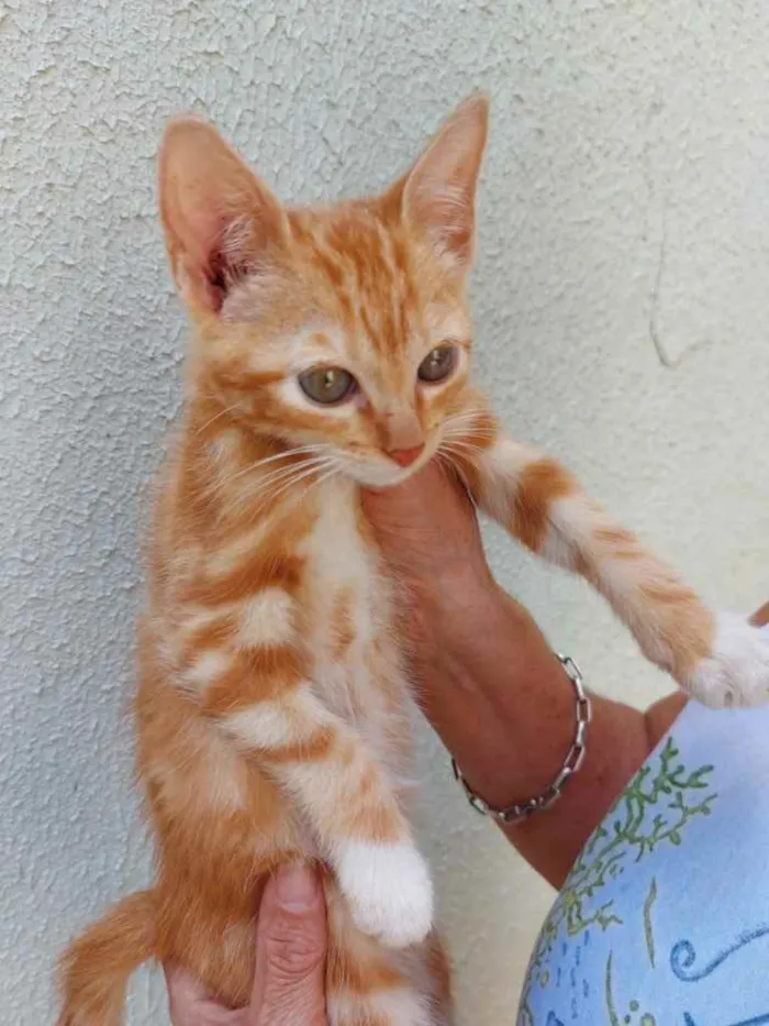 Gato raça Srd  idade 2 a 6 meses nome Tutti bb lindo 