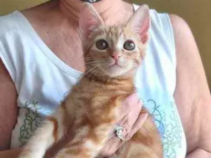 Gato raça Srd  idade 2 a 6 meses nome Tutti bb lindo 